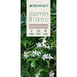 TRUFFAUT - Jasminum officinale : ctr de 3 Litres