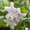 TRUFFAUT - Jasminum x stephanense, pot 3 litres