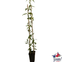 TRUFFAUT - Jasminum x stephanense, pot 3 litres