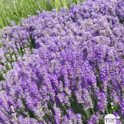 TRUFFAUT - Lavande vraie Munstead : conteneur 3 Litres