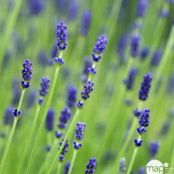 TRUFFAUT - Lavande vraie Munstead : conteneur 3 Litres