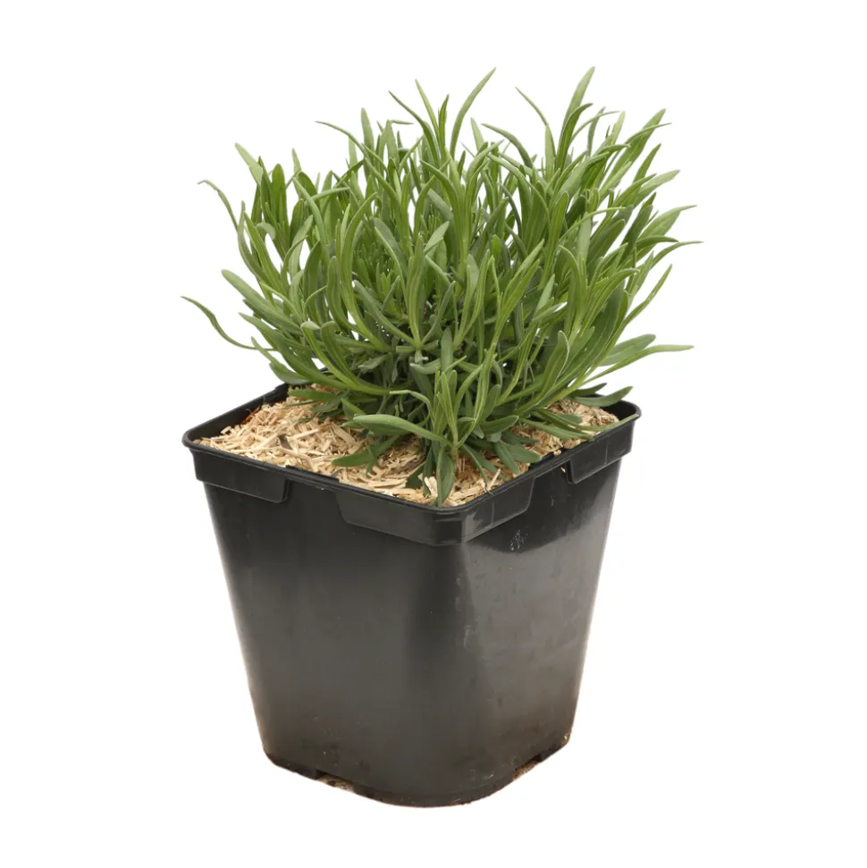 TRUFFAUT - Lavande x intermedia Dutch Lavander pot 3L
