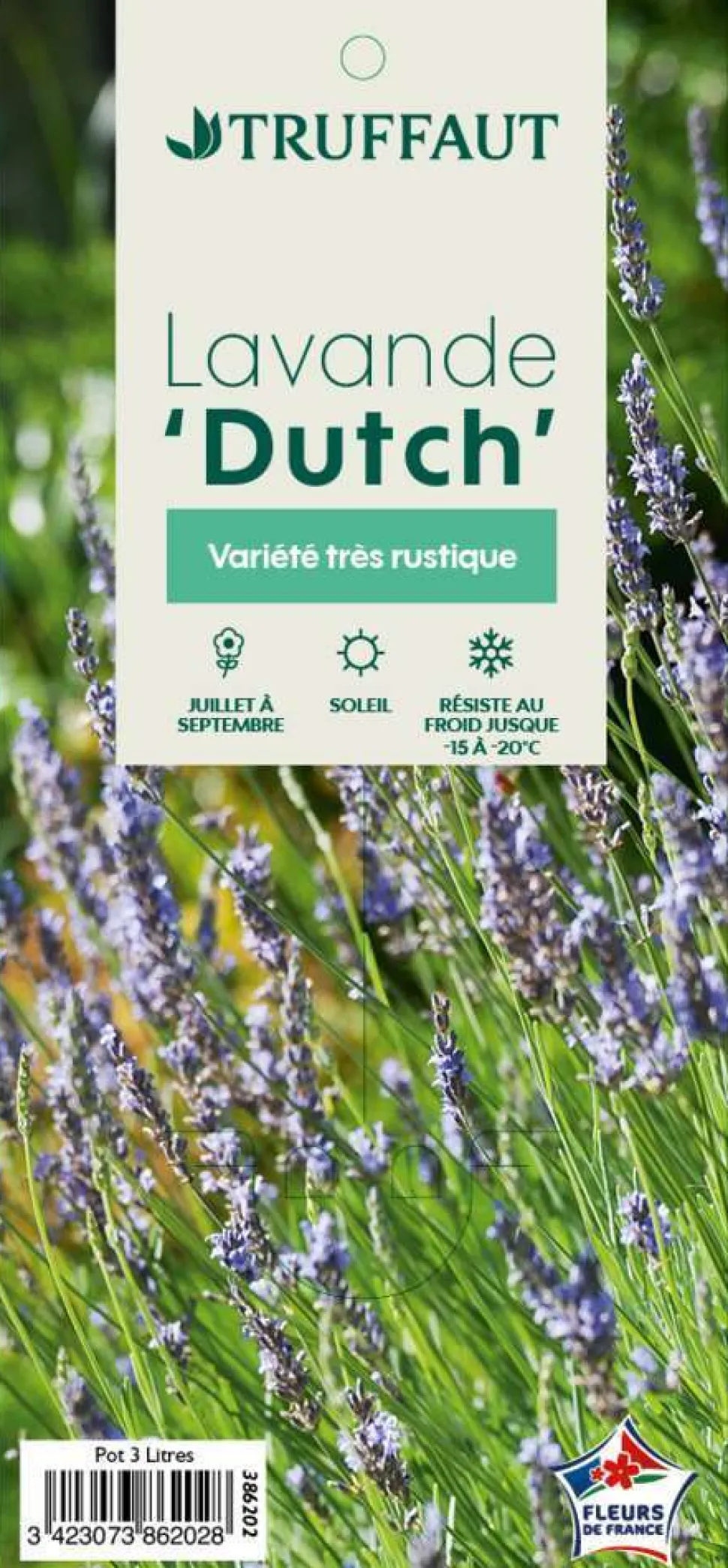 TRUFFAUT - Lavande x intermedia Dutch Lavander pot 3L