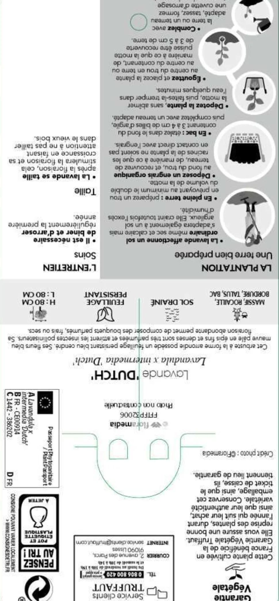 TRUFFAUT - Lavande x intermedia Dutch Lavander pot 3L