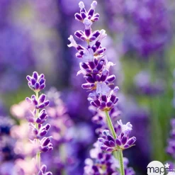 TRUFFAUT - Lavandula angustifolia ' Hidcote ' : 3L RC