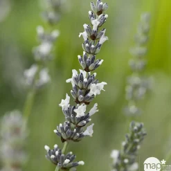 TRUFFAUT - Lavandula angustifolia 'Edelweiss' :3 L RC