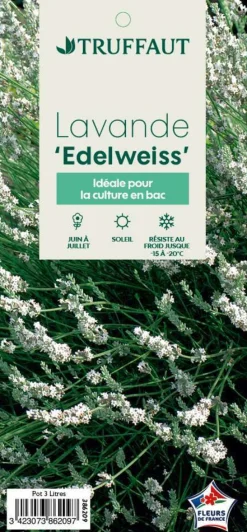 TRUFFAUT - Lavandula angustifolia 'Edelweiss' :3 L RC