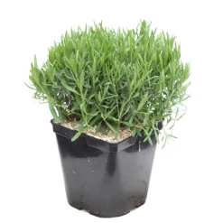 TRUFFAUT - Lavandula Angustifolia Anna : C. 3L