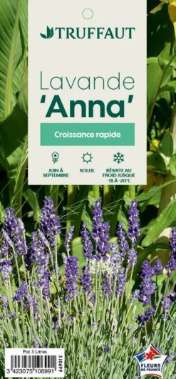 TRUFFAUT - Lavandula Angustifolia Anna : C. 3L