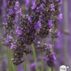 TRUFFAUT - Lavandula 'Dutch' : pot de 7.5L