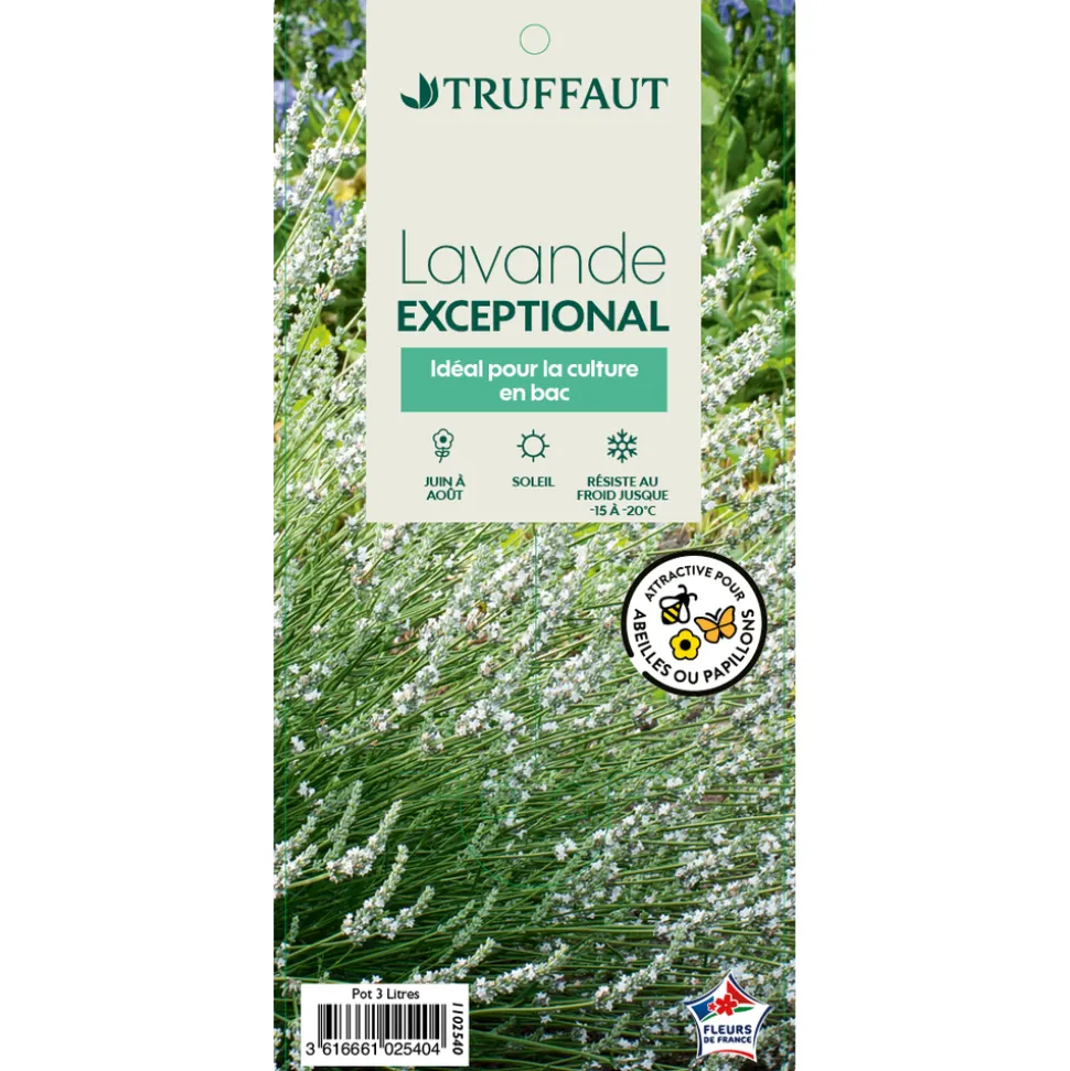 TRUFFAUT - Lavandula x intermedia 'Exceptional Blanche'(R) : pot 3L