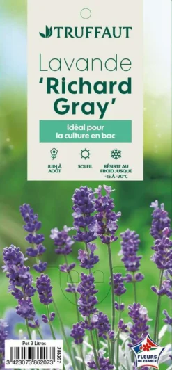TRUFFAUT - Lavandula x 'Richard Gray' : 3L