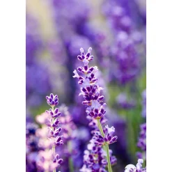 TRUFFAUT - Lavandula x 'Richard Gray' : 3L