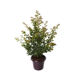 TRUFFAUT - Lilas des Indes pot déco 7,5L