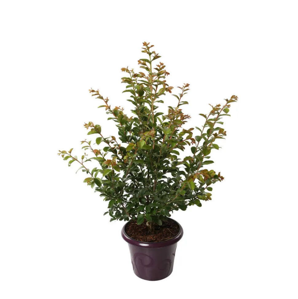 TRUFFAUT - Lilas des Indes pot déco 7,5L