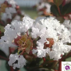 TRUFFAUT - Lilas des Indes pot déco 7,5L