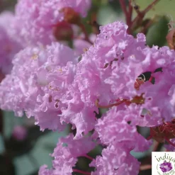 TRUFFAUT - Lilas des Indes pot déco 7,5L