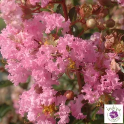 TRUFFAUT - Lilas des Indes pot déco 7,5L