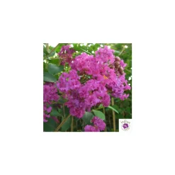 TRUFFAUT - Lilas des Indes pot déco 7,5L
