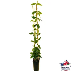 TRUFFAUT - Lonicera Copper Beauty ® : ctr de 3 Litres