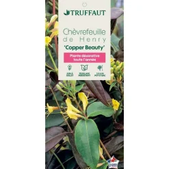 TRUFFAUT - Lonicera Copper Beauty ® : ctr de 3 Litres