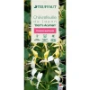 TRUFFAUT - Lonicera 'Dart's World': pot 3L
