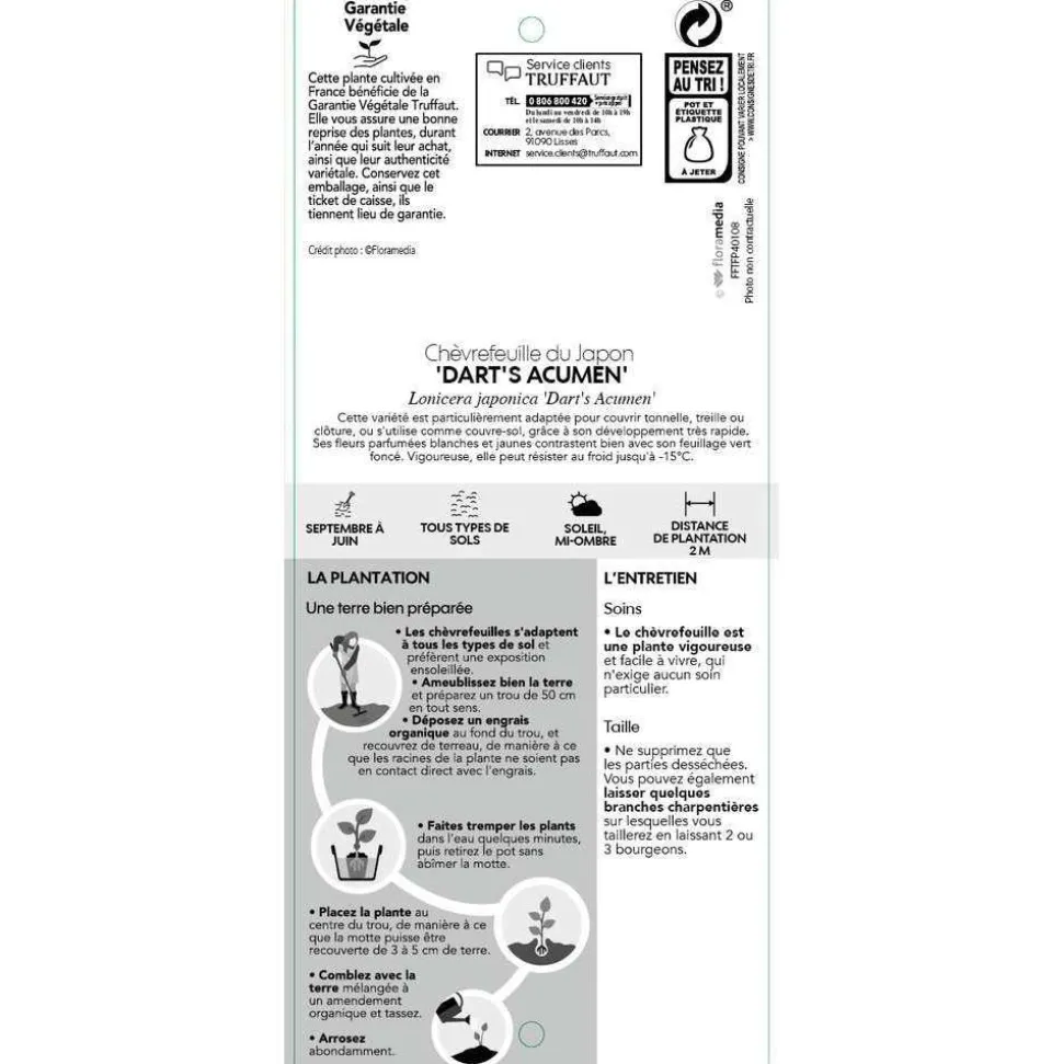 TRUFFAUT - Lonicera 'Dart's World': pot 3L