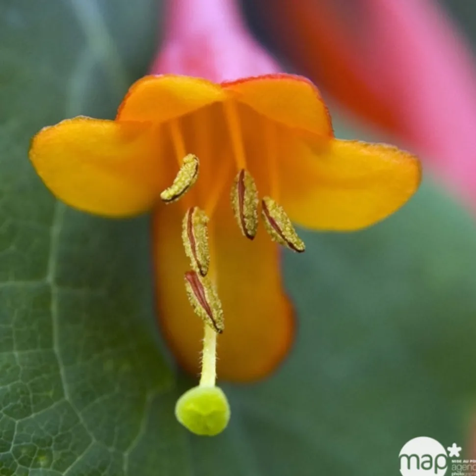 TRUFFAUT - Lonicera Dropmore Scarlet : ctr de 3 Litres