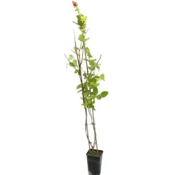 TRUFFAUT - Lonicera Dropmore Scarlet : ctr de 3 Litres