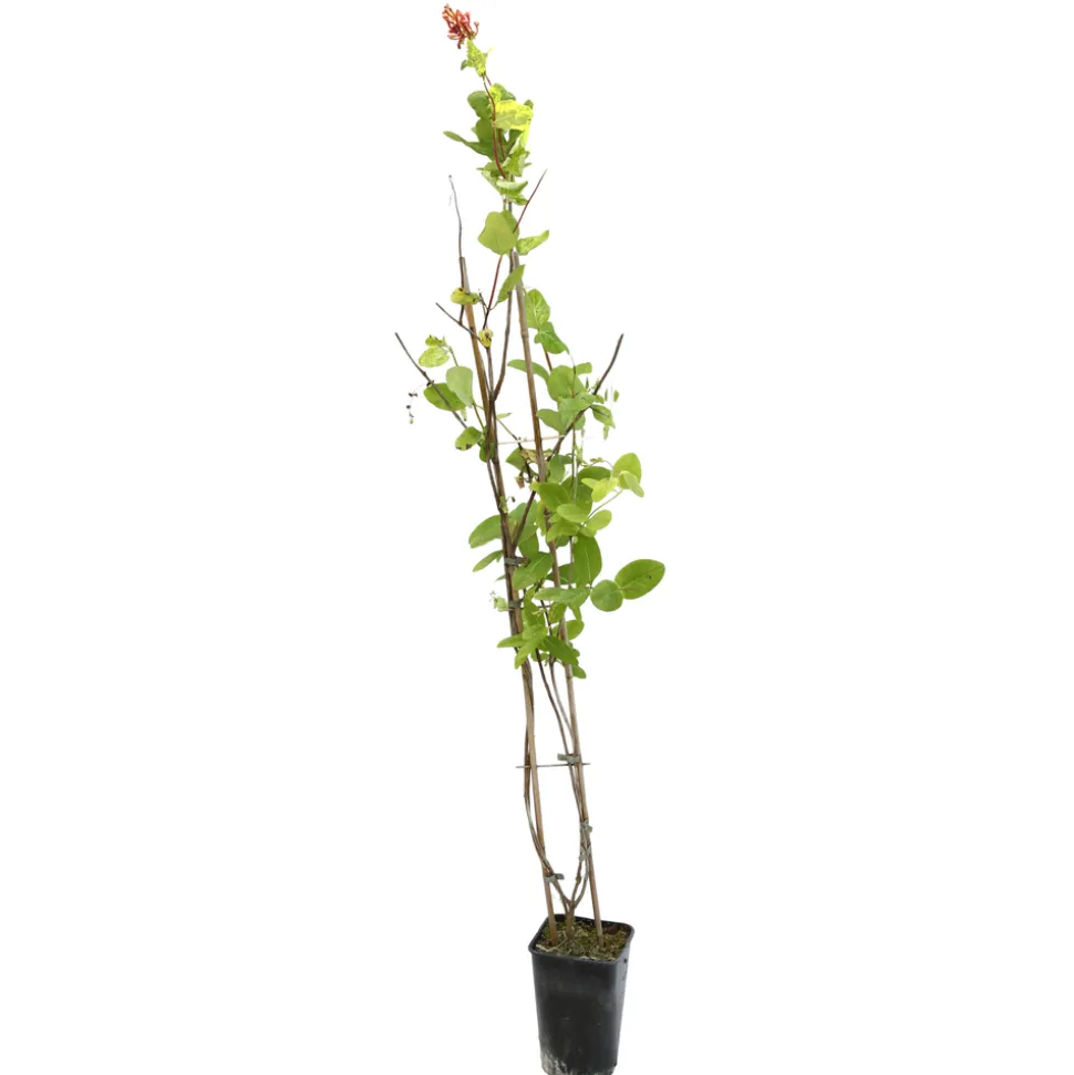 TRUFFAUT - Lonicera Dropmore Scarlet : ctr de 3 Litres