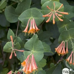 TRUFFAUT - Lonicera Dropmore Scarlet : ctr de 3 Litres