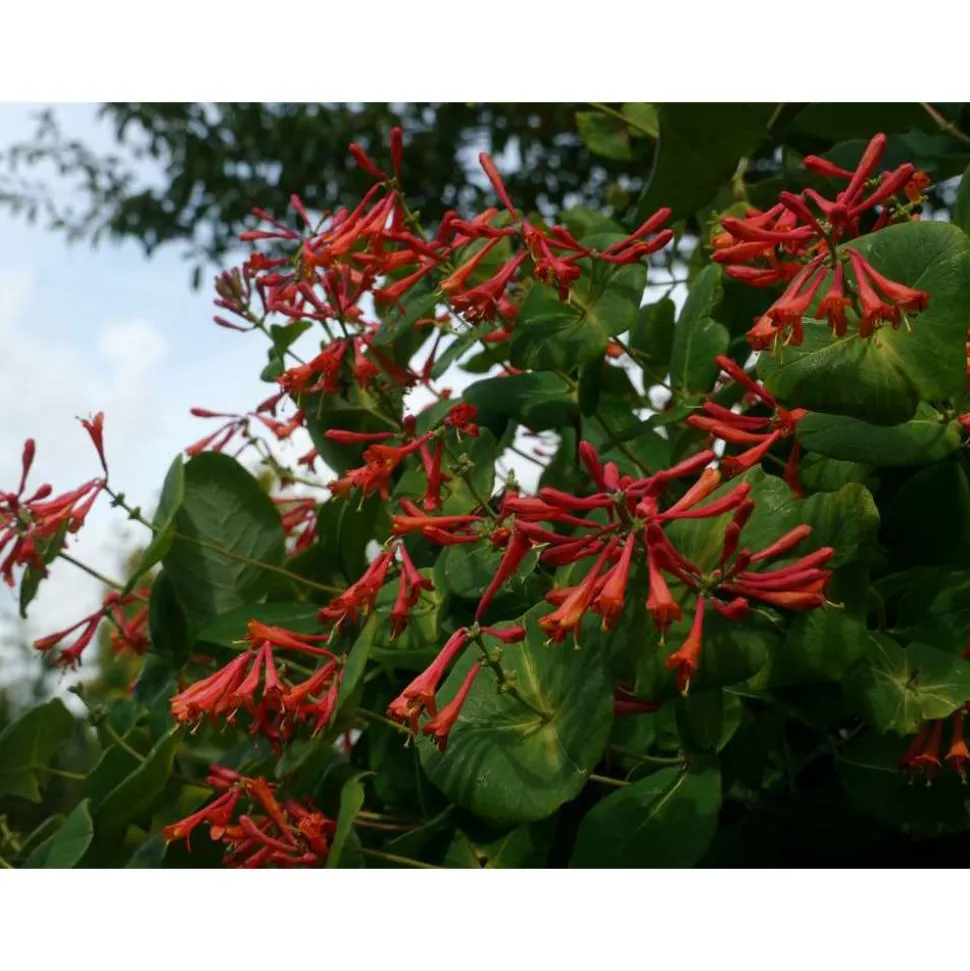 TRUFFAUT - Lonicera Dropmore Scarlet : ctr de 3 Litres