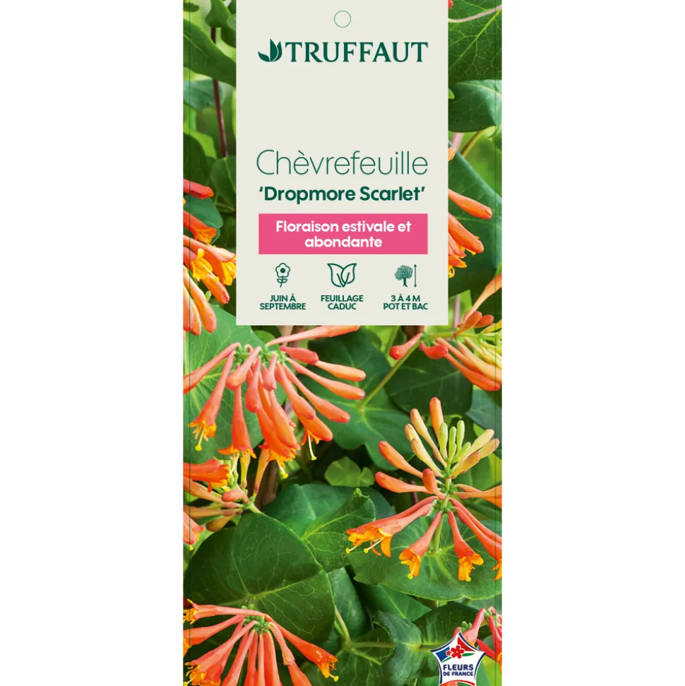 TRUFFAUT - Lonicera Dropmore Scarlet : ctr de 3 Litres