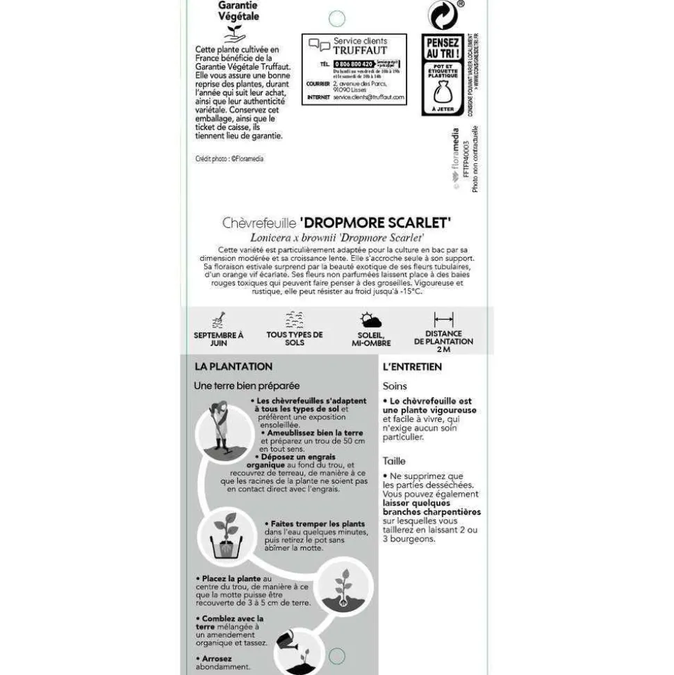 TRUFFAUT - Lonicera Dropmore Scarlet : ctr de 3 Litres