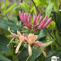 TRUFFAUT - Lonicera Goldflame : ctr de 3 Litres