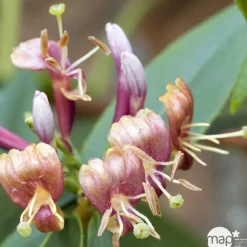 TRUFFAUT - Lonicera Henryi Truffaut : C6L