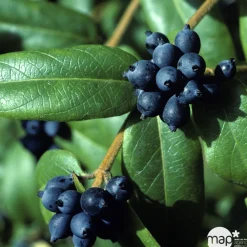 TRUFFAUT - Lonicera Henryi : ctr de 3 L