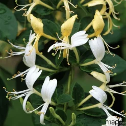TRUFFAUT - Lonicera japonica Hall's Prolific : ctr de 3 Litres