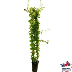 TRUFFAUT - Lonicera japonica Hall's Prolific : ctr de 3 Litres