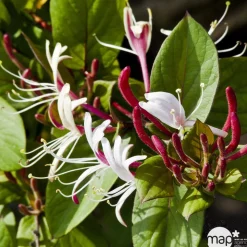 TRUFFAUT - Lonicera japonica Sinensis : 3L