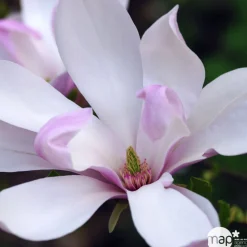 TRUFFAUT - Magnolia x Pinkie : conteneur rond carré de 5 L