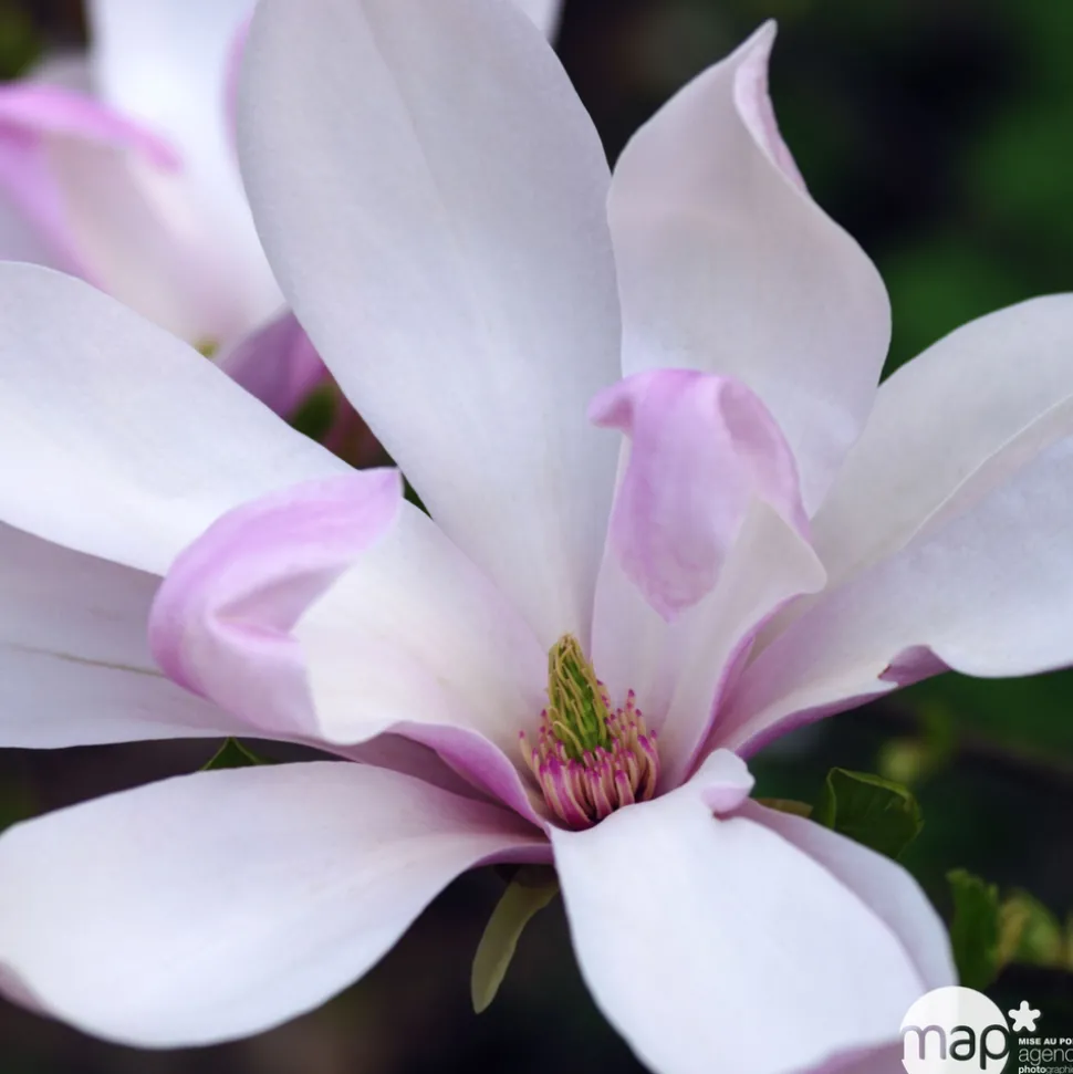 TRUFFAUT - Magnolia x Pinkie : conteneur rond carré de 5 L