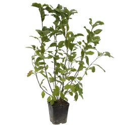 TRUFFAUT - Magnolia x Pinkie : conteneur rond carré de 5 L