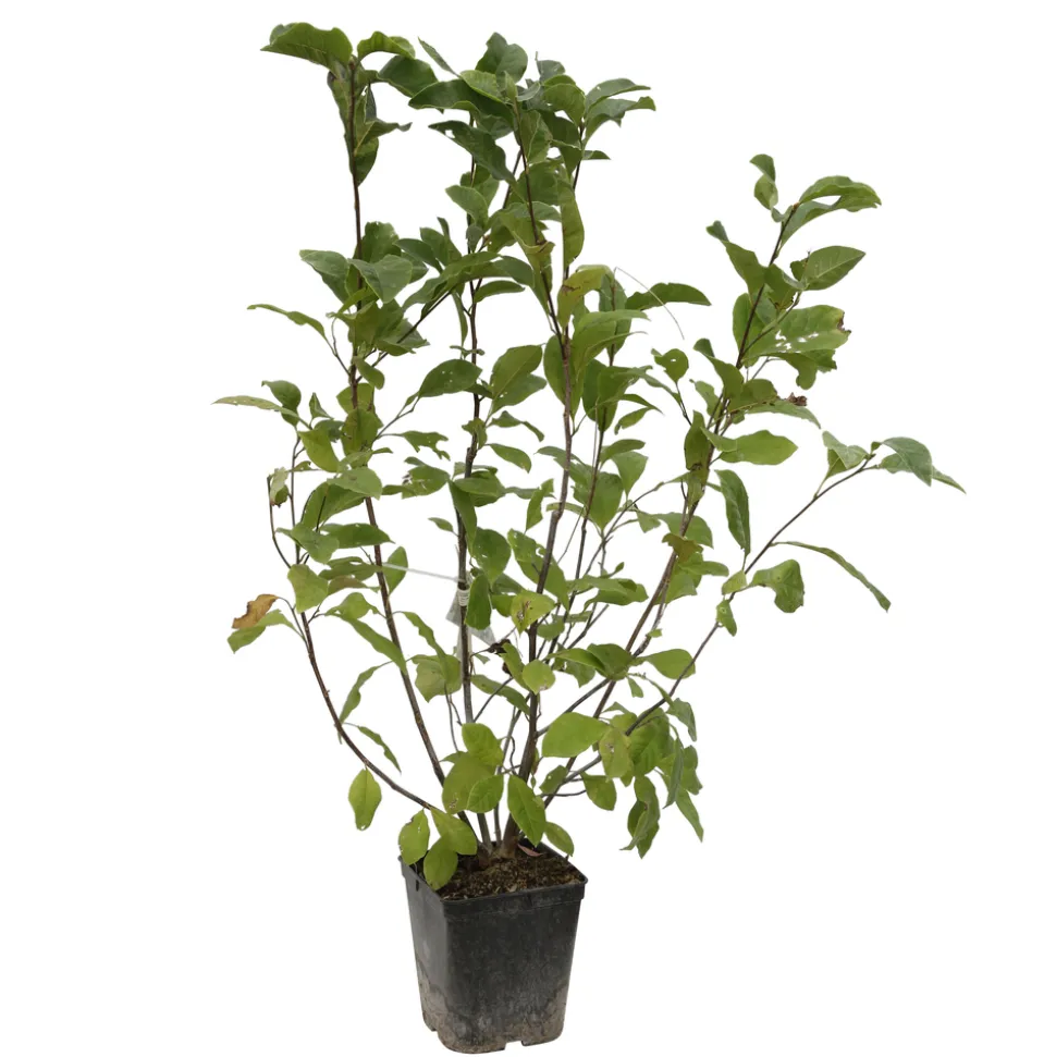 TRUFFAUT - Magnolia x Pinkie : conteneur rond carré de 5 L