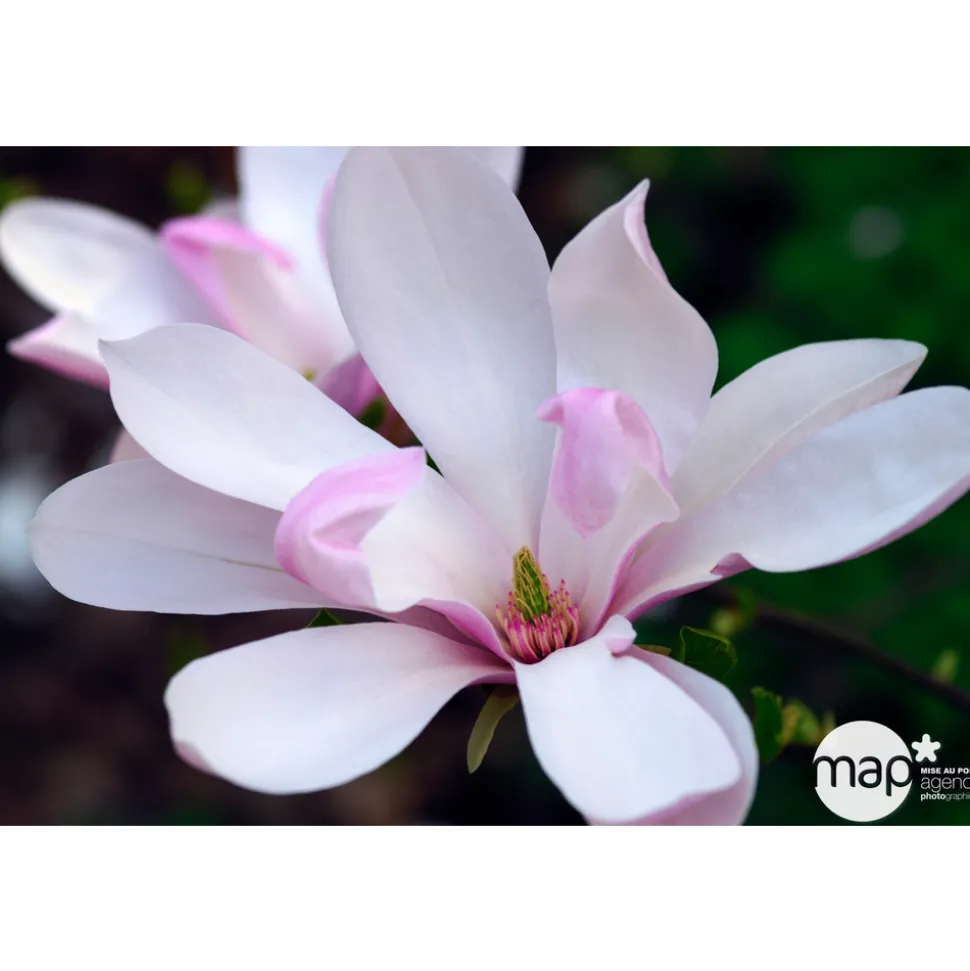 TRUFFAUT - Magnolia x Pinkie : conteneur rond carré de 5 L