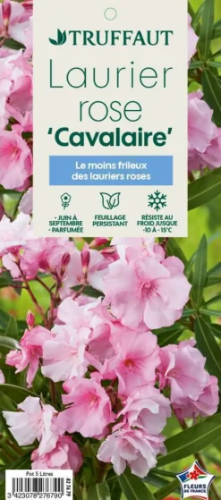 TRUFFAUT - Nerium Oleander Cavalaire pot 5L