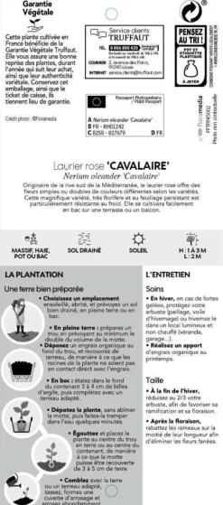 TRUFFAUT - Nerium Oleander Cavalaire pot 5L