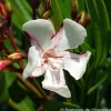 TRUFFAUT - Nerium Oleander Harriet Newding' pot 5L