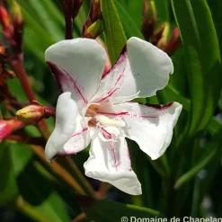 TRUFFAUT - Nerium Oleander Harriet Newding' pot 5L