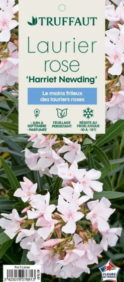 TRUFFAUT - Nerium Oleander Harriet Newding' pot 5L